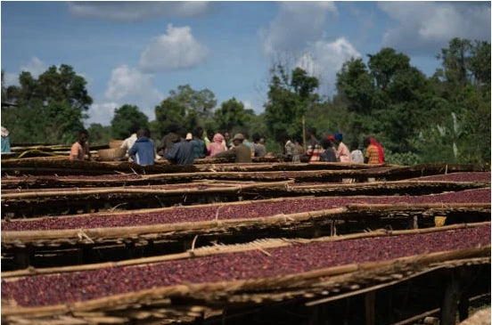 Red coffee cherries drying on long raised beds in Sidama, Ethiopia, with workers and trees behind