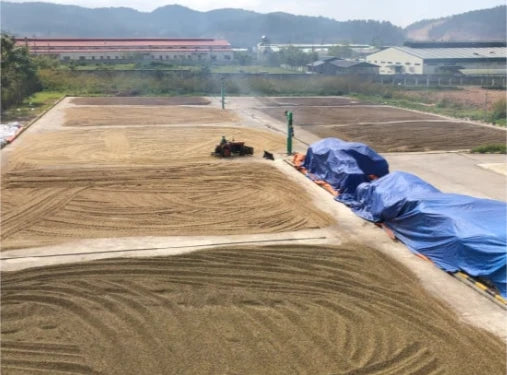Coffee beans raked out to dry on large patios in Lam Dong, Vietnam, with tarp-covered piles and green hills behind