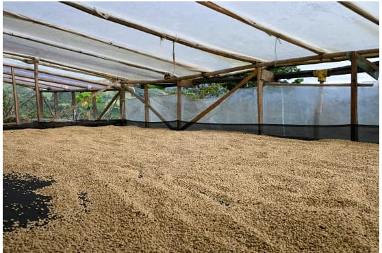 Green coffee beans spread out to dry under a covered parabolic dryer in Huila, Colombia