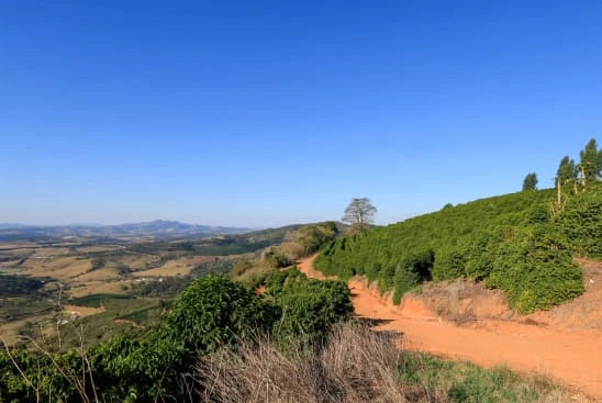 Rows of coffee trees along a red dirt road in the hills of Carmo de Minas, Brazil, under a clear blue sky